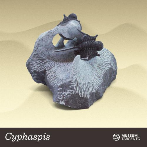 Cyphaspis_Siluriano-Devoniano