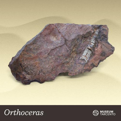 Orthoceras_Siluriano