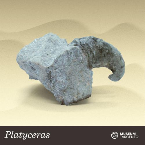 Platyceras_devoniano